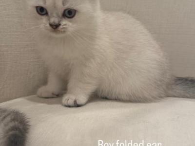 Kitty 1 - Scottish Fold - Gallery Photo #1