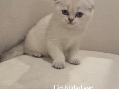 2 Kitty - Scottish Fold - Gallery Photo #1