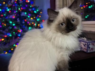 Yellow - Ragdoll - Gallery Photo #1