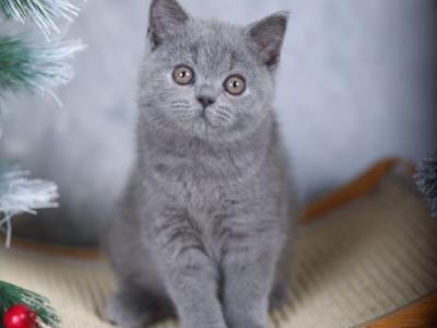 Lavanda2 British - British Shorthair - Gallery Photo #1