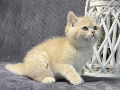 Livara British - British Shorthair - Gallery Photo #1