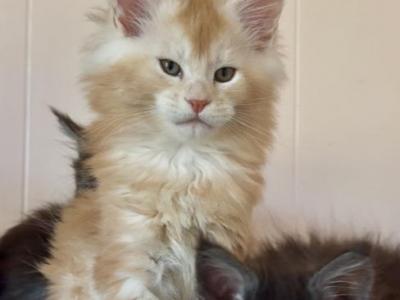 G3 - Male Maine Coon Kitten For Sale In Pennsylvania, United States 