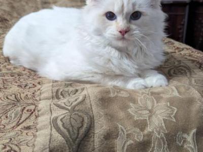 Biscuit - Ragdoll - Gallery Photo #1