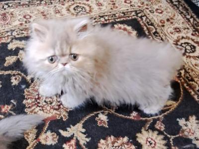 Lilac Tabby Persian Male - Persian - Gallery Photo #1