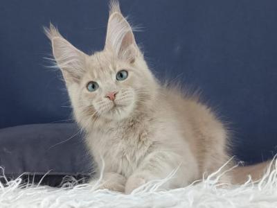 Quiches - Maine Coon - Gallery Photo #1