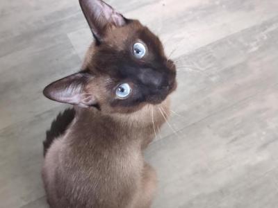 Nikola The Siamese - Male Siamese Cat For Sale In New York, United 