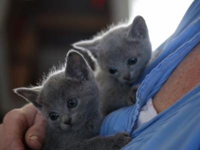 Russian Blue Kittens Several Litters Expected - Russian Blue - Gallery Photo #1