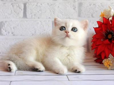 Odaliya - British Shorthair - Gallery Photo #1