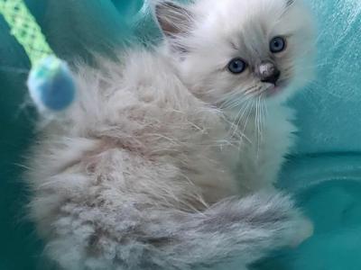Blue - Female Ragdoll Kitten For Sale in Pennsylvania, United States ...