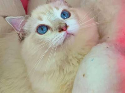 MAX - Male Ragdoll Kitten For Sale in California, United States ...