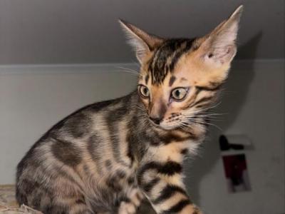 Loki - Bengal - Gallery Photo #1