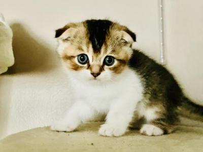 Alby - Scottish Fold - Gallery Photo #1