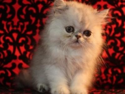 CFA Vanier Shaded Silver Persian Kittens - Persian - Gallery Photo #1