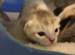 Davey and Levi/Mary litter - Singapura Cat For Sale - Mocksville, NC, US