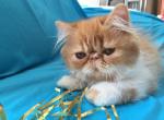 Fiona - Persian Cat For Sale - Yucca Valley, CA, US