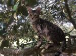 Leona - Bengal Cat For Sale - FL, US