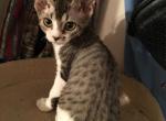 Tigger baby girl - Devon Rex Cat For Sale - Mocksville, NC, US