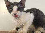 Bitty's baby - Devon Rex Cat For Sale - Mocksville, NC, US