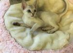 Moki baby girl - Singapura Cat For Sale - Mocksville, NC, US