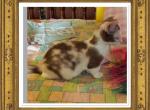 Baby - Munchkin Cat For Sale - FL, US