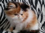 Coquette - Persian Cat For Sale - Yucca Valley, CA, US