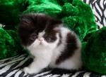 Dior - Persian Cat For Sale - Yucca Valley, CA, US