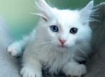 SIBERIAN KITTENS WHITE with ODD eye - Siberian Cat For Sale - New York, NY, US