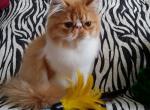 Ludovik - Persian Cat For Sale - Yucca Valley, CA, US