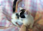 Melody - Munchkin Cat For Sale - FL, US