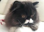 Banifaziy - Persian Cat For Sale - Yucca Valley, CA, US