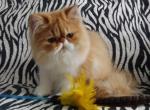 Maestro - Persian Cat For Sale - Yucca Valley, CA, US