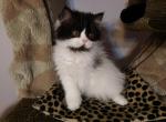 Alladin - Persian Cat For Sale - Yucca Valley, CA, US