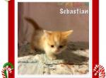 Sebastian - Munchkin Cat For Sale - FL, US