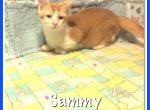 Sammy - Munchkin Cat For Sale - FL, US