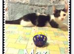 Max - Munchkin Cat For Sale - FL, US