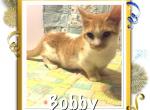 Bobby - Munchkin Cat For Sale - FL, US