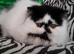 Luis - Persian Cat For Sale - Yucca Valley, CA, US