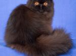 Chanel - Persian Cat For Sale/Retired Breeding - Yucca Valley, CA, US