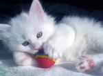 SIBERIAN KITTENS  HYPOALLERGENIC - Siberian Cat For Sale - New York, NY, US