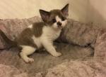 Tigger's December litter - Devon Rex Cat For Sale - Mocksville, NC, US