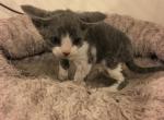 Tigger's December litter 3rd baby - Devon Rex Cat For Sale - Mocksville, NC, US