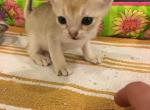 Tudy litter baby boy - Singapura Cat For Sale - Mocksville, NC, US