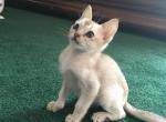 Anna boys - Singapura Cat For Sale - Mocksville, NC, US