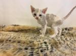 Anna's litter male - Devon Rex Cat For Sale - Mocksville, NC, US