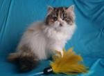 Christina - Persian Cat For Sale - Yucca Valley, CA, US