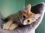 SIBERIAN KITTEN hypoalerjenic RED TIGER - Siberian Cat For Sale - New York, NY, US