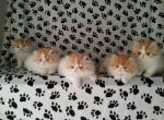 Cuties - Persian Cat For Sale - Yucca Valley, CA, US