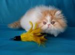 Gucci - Persian Cat For Sale - Yucca Valley, CA, US