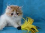 Lilya - Persian Cat For Sale - Yucca Valley, CA, US