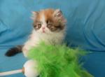 Casandra - Persian Cat For Sale - Yucca Valley, CA, US